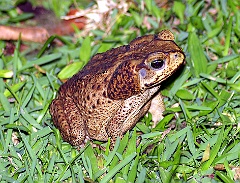 Aga Kröte, Costa Rica  Während des Tages halten sich Aga-Kröten unter Steinen, Laub oder Baumstümpfen verborgen oder graben sich in lockerem Boden ein. Erst nachts gehen sie auf Beutefang. Das Nahrungsspektrum der Aga-Kröte ist sehr breit. Zu einem großen Teil besteht es aus lebenden Tieren, die die Kröte überwältigen und im Ganzen verschlingen kann; meist handelt es sich um Insekten, Spinnen, Würmer und Schnecken. Bekannt ist die Aga-Kröte beispielsweise dafür, dass sie vor Bienenstöcken hockt und die mit Nektar und Pollen beladenen Bienen am Einflugloch abfängt. Imker haben bis zu 300 Bienen in einer Aga-Kröte gefunden.