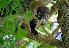 Weißrüssel-Nasenbär