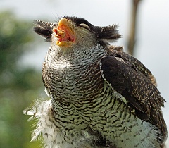 Eule  Eule während der Fütterung im Vogelpark auf Bali