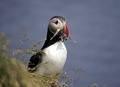 Papageitaucher  Im Norden Islands fotografierte ich eine Papageitaucher - Kolonie. Die Vögel waren im Brutbetrieb und pendelten zwischen Nest und Meer. Um Kraft und Energie zu schonen, fingen sie immer mehrere Fische, bevor sie zurück zum Nest flogen.