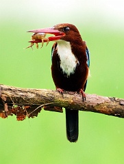 Eisvogel  Dieser Eisvogel kam gerade von seinem Jagdausflug zurück und setzte sich auf seinen Beobachtungspunkt, um den Fang zu verspeisen. Das Foto ist in Sri Lanka aufgenommen.