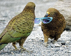 Keas - Anmache  Neuseeland, Südalpen auf einem Parkplatz. Mehrere Keas fraßen ganz in der Nähe in den Bäumen. Als wir ausgestiegen, wurden wir Zeugen dieses Heiratsantrages. Der Bräutigam brachte seiner Geliebten als Hochzeitsgeschänk eine coole Sonnenbrille dar.