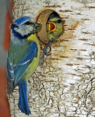 Blaumeise  Die Blaumeise hat in unserem Vogelhaus gebrütet und füttert nun den schon recht groß gewordenen Nachwuchs. Da heißt es viel Protein heranschaffen, damit die Kleinen flügge werden.