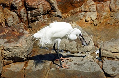 Silberreiher Südafrika  An der südlichen Küste von Südafrika fängt dieser Silberreiher  in den kleinen Tümpeln, die ab und zu durch hohe Wellen mit Meereswasser gefüllt werden, seine Fische.