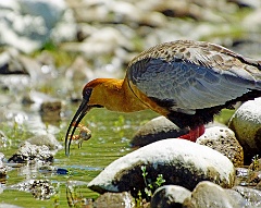 Schwarzzügelibis  Man kann sagen fast mitten in der Stadt, in Bariloche, wo tausende von Touristen aus Argentinien ihre Ferien verbringen, spazierte dieser Ibis am Ufer entlang und fing Krabben. Sehr erfolgreich zu meinem Foto - Vergnügen.