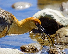 Schwarzzügelibis  Weil es so faszinierend war dem Ibis zuzuschauen, noch eine Aufnahme mit seinem nächsten Fang.