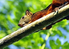 Hörnchen in Costa Rica