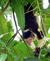 Hörnchen in Sri Lanka