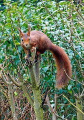 Eichhörnchen in unserem Garten