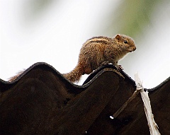 Streifenhörnchen Sri Lanka