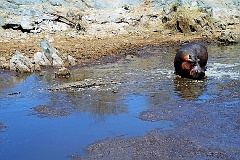 Nilpferd mit Krokodil  In der Serengati - Tanzania