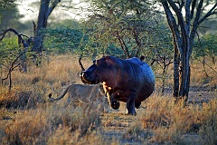 Nilpferd mit Löwe  Serengeti - Tanzania