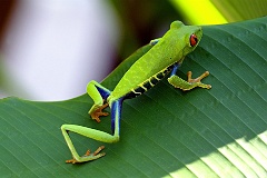 Rotaugenlaubfrosch  Die glatthäutige Oberseite ist tagsüber in der Regel hellgrün und bei nächtlicher Aktivität etwas dunkler grün, während die Flanken und Teile der oberen Extremitäten blau, purpurn oder bräunlich gefärbt und die Seiten typischerweise mit einer cremefarbenen oder gelben Streifenzeichnung (Querbänderung) durchzogen sind. Die Hände und Füße weisen eine leuchtende Orangefärbung auf, enden in mäßig großen Haftscheiben und sind zur Hälfte bis zwei Dritteln der Zehenlängen mit Spannhäuten verbunden. Die Bauchseite ist weißlich. Die Haut der Rotaugenlaubfrösche und anderer Greiffrösche ist zwar bei weitem nicht so giftig wie etwa die der Baumsteigerfrösche (Dendrobatidae), enthält aber durchaus eine hohe Konzentration verschiedener biologisch wirksamer Peptide, unter anderem zum Schutz vor Hautkrankheiten.