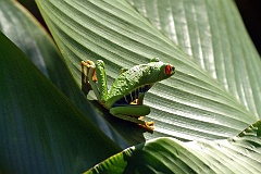 Rotaugenlaubfrosch  Rotaugenlaubfrösche sind nachtaktiv und verbringen den Tag weit oben in den Bäumen, wo sie sich auf der Unterseite großer Blätter verstecken und zum Schlafen anheften. Mit der Abenddämmerung werden sie aktiv, steigen herab und gehen auf die Jagd nach kleinen Wirbellosen oder widmen sich innerhalb der Regenzeit (Mai bis November) der Balz und Fortpflanzung.