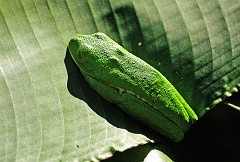 Rotaugenlaubfrosch schlafend  In der für Laubfrösche charakteristischen Ruhe- und Schlafhaltung mit eng an den Rumpf angelegten Beinen und (halb) geschlossenen Augen sind die als Warn- bzw. Schreckfarben fungierenden Körperpartien nicht sichtbar, sondern nur die grünen Hautflächen. Beim Schließen der Augen werden die sogenannten Nickhäute eingesetzt, welche transparent sind und von einem goldfarbenen Netz durchzogen werden. Sie ermöglichen den Tieren weiterhin einen gewissen Durchblick bei gleichzeitigem Schutz bzw. Tarnen der auffälligen Augen. (Zusätzlich können die Augäpfel in den Kopf eingezogen werden.)