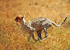 Gepard