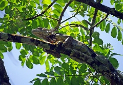 Grüner Leguan  Die Männchen verteidigen ihre Reviere mit peitschenartigen Hieben ihres Schwanzes, der ca. 2/3 der gesamten Körperlänge misst. Sie imponieren Weibchen vor allem durch Drohverhalten, etwa das Aufblähen ihrer Kehlwamme und Kopfnicken oder durch laterales Abflachen, womit sie größer erscheinen.