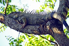 Grüner Leguan  Innerhalb der Trockenzeit im Dezember und Januar ist Paarungszeit. Die Männchen fixieren das Weibchen während der Paarung mit einem Nackenbiss. Drei bis vier Wochen nach der Paarung legt das Weibchen seine 30 bis 45 Eier in eine selbst gegrabene Erdhöhle. Der Schlupf der Jungtiere erfolgt etwa acht Wochen später.