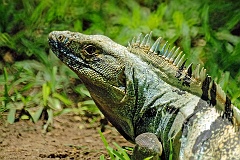 Grüner Leguan  In manchen Ländern hat der Grüne Leguan eine kulinarische Bedeutung. Das Fleisch wird von erjagten Tieren ebenso wie in Farmen gehaltenen Tieren gesammelt. Sie werden als Speise gegessen und „Grüne Hähnchen“ genannt, da die Art des Fleisches an Hühnchen erinnert. Ein bekanntes Gericht mit Leguan ist die Sopa de Garrobo.