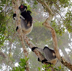 Indri Familie  auf einem Baum über uns. Die folgende Tonaufnahme entstand bei einem emotional- überwältigenden Erlebnis. Wir standen unter einem Baum, auf dem eine Indrifamilie saß und die Indris begannen zu schreien. Ich lauschte zuerst völlig hingebungsvoll, bevor mir einfiel, dass ich dies aufnehmen muss. Mit dem Handy gelang dann diese Tonaufnahme.