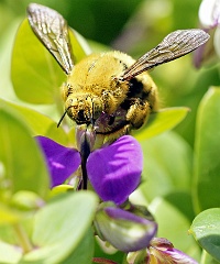 Kristenbosch  Biene? / Hummel? Südafrika