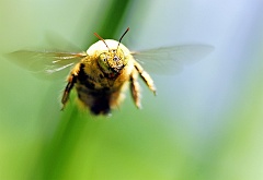 Kristenbosch  So einen Brummer im Flug zu fokussieren, ist ganz schön schwierig. Bei einem Sonntagsausflug zum botanischen Garten Kirstenbosch in Kapstadt hatte ich genug Zeit und das Quäntchen Glück, dass diese Foto gelang.