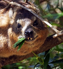 Englisch rock badger genannt, im südafrikanischen Englisch heißen sie aber dassie.  Ihre ansonsten kaum erkennbare Verwandtschaft zu den Elefanten und Seekühen wird an den beiden ständig nachwachsenden Zähnen im Oberkiefer sichtbar.