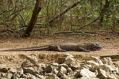 Der Komodowaran  Das Beutespektrum der tagaktiven Tiere verändert sich mit dem Alter und zunehmender Körpergröße und reicht von Insekten bis hin zu Säugetieren wie Mähnenhirschen und Wildschweinen. Er ist der einzige Waran, der regelmäßig Beutetiere dieser Größe schlägt. Die Jagd auf große Säugetiere wird durch ein in spezialisierten Drüsen im Unterkiefer produziertes Gift unterstützt, welches die Blutgerinnung verringert und einen Schock verursacht. Entflohene Beute kann an diesem Gift noch nach Tagen zugrunde gehen.  Das Foto ist etwa aus einer Entfernung von 7-8 Metern gemacht. Wenn der Waran hungrig gewesen wäre und uns als Beute erkannt hätte (er sieht sehr schlecht, hat aber einen hervorragenden Geruchssinn), hätte das für uns tödlich ausgehen können. Im Hintergund des Bildes ist in den Büschen ein Hirsch zusehen, die Beute des Warans.