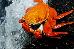 Rote Klippenkrabbe, Galapagos  Die Rote Klippenkrabbe (Grapsus grapsus) gehört zu den häufigsten Krabbenarten der südamerikanischen Pazifikküste einschließlich Mexiko und Zentralamerika im Norden. Sie ist charakteristisch für die im Pazifik gelegenen Galapagosinseln, wo sie auch zayapa genannt wird und sehr zahlreich anzutreffen ist