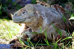 Drusenkopf auf Galapagos  Der Name Drusenkopf ist die Übersetzung des lateinischen Namens „Conolophus“ und kommt von den zahlreichen kleinen zäpfchenartigen Schilden, mit denen sein Kopf wie eine Kristalldruse von innen gepanzert ist. Druse stammt vom althochdeutschen Drüse oder Beule.