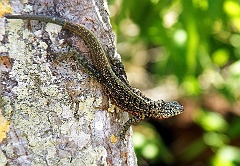 Lavaechse auf Galapagos  Zu den natürlichen Fleischfressern der Galápagos Lavaechsen gehören insbesondere Greifvögel und andere räuberisch lebende  Vögel wie Reiher und Spottdrosseln.  Einziger Schutz ist ihre verschwiegene Lebensweise. Bei Gefahr können Galápagos Lavaechsen Teile ihres Schwanzes abwerfen, um einen Angreifer zu verwirren. Dazu verfügt der Schwanz über mehrere Sollbruchstellen.