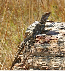 Großer Madagaskar Baumleguan