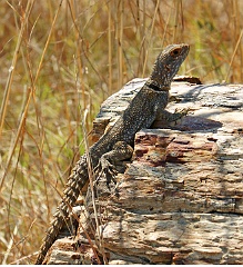 Großer Madagaskar Baumleguan  Dieser Prachtkerl sitzt auf einem versteinerten Baum, den wir im Südwesten von Madagaskar sahen. (Ein versteinerter Wald ist ein fossiler Wald, dessen Bestandteile durch den Prozess der Verkieselung (Einbau von Kieselsäure) umgebaut wurden und so erhalten blieben. Einzelne Teile von fossilem Holz werden als Dendrolith oder versteinertes Holz bzw. versteinerter Baum bezeichnet.)