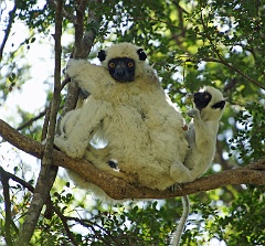 Seidensifaka