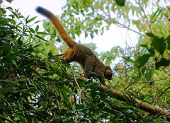 Goldener Bambus Lemur