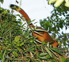 golden lemur1