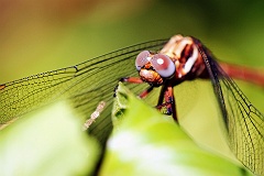 Libelle  Der Kopf der Libellen ist deutlich von den Brustsegmenten getrennt und dadurch extrem beweglich. Auffällig sind die großen Facettenaugen, die bei einigen Arten aus bis zu 30.000 Einzelaugen  bestehen können. Zwischen den Komplexaugen liegen auf der Kopfoberseite außerdem drei kleine Punktaugen, die wahrscheinlich als Gleichgewichtsorgan (Horizontdetektor) und zur Kontrolle schneller Flugbewegungen dienen. Hinweise hierzu bieten Experimente an der Falkenlibelle Hemicordulia tau, deren Flug bei abgedeckten Ocellen instabil wird. Mit diesem System verfügen sie wahrscheinlich über den besten Sehsinn unter den Insekten. Die Fühler der Libellen sind borstenartig kurz und bestehen aus acht Gliedern. Ihre Funktion besteht hauptsächlich in der Ermittlung der Fluggeschwindigkeit, die sie mit Hilfe von an ihnen befindlichen Sinneshaaren bestimmen.