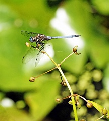 Libelle  Libellen sind Räuber, die ihre Beutetiere im Flug fangen. Sie nutzen dafür ihre zu einem Fangapparat umgestalteten Beine, mit denen sie ihre Opfer ergreifen. Die Beute der Libellen besteht im Wesentlichen aus anderen Insekten, wobei das Spektrum sehr groß ist. Libellen attackieren beinahe wahllos alle Tiere, die sie überwältigen können. Besonders die Männchen attackieren dabei zur Paarungszeit auch andere Libellen, manchmal sogar Angehörige der eigenen Art, zeigen also Kannibalismus.