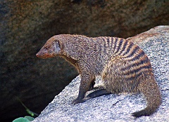 Zebramanguste in der Serengeti in Tanzania  Die Zebramanguste  ist eine Raubtierart aus der Familie der Mangusten. Sie ist in weiten Teilen Afrikas südlich der Sahara verbreitet und durch ihre Rückenstreifen charakterisiert. Hartschalige Nahrung wie manche Käfer und Eier werden aufgebrochen, indem die Tiere auf den Hinterbeinen balancieren, die Beute mit den Vorderpfoten packen und durch die Hinterbeine gegen einen Felsen schleudern.