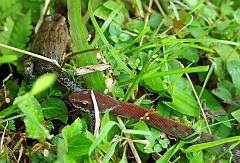 Schlange frisst Frosch  Frosch im Todeskampf