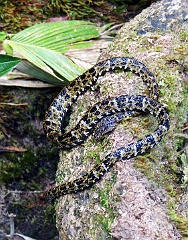 Schlange in Venezuela