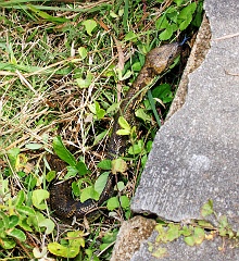 Nördliche Madagaskarboa  Diese Boa sah ich im Andasibe Nationalpark in Madagaskar. Obwohl es die größte Schlange war, die ich je in freier Natur gesehen habe, hatte ich doch wenig Angst, da ich mir nicht vorstellen konnte, dass dieses Tier mich erwürgt und dann verschlingt. Vergiften konnte sie mich nicht, es handelte sich ja um eine Würgeschlange. Außerdem war noch der Guide ganz in der Nähe. Sie tat es nicht und verschwand dann auch wieder im hohen Gras.