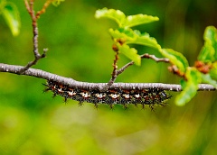 Raupe im Nationalpark Torres del Paine in Chile