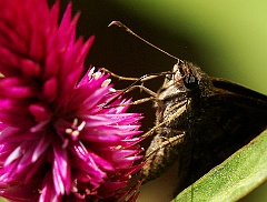 Falter  Das Wort Schmetterling setzte sich erst in der zweiten Hälfte des 18. Jahrhunderts allgemein durch. Bis dahin wurde diese Insektenordnung nach Rösel von Rosenhof (1749) noch „Tagvögel“ (für Tagfalter) oder „Nachtvögel“ (für Nachtfalter) genannt. Der Begriff Falter hat weder mit falten (der Flügel) noch mit flattern zu tun. Das germanische Wort – mittelhochdeutsch vīvalter, althochdeutsch fīfalt(a)ra, altenglisch fīff(e)alde, altnordisch fífrildi – ist wahrscheinlich mit dem lateinischen pāpilio verwandt, woraus etwa italienisch farfalla oder französisch papillon abgeleitet sind.