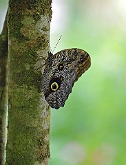 Caligo eurilochus  Durch die vielen verschiedenartigen Fressfeinde der Schmetterlinge haben sich im Laufe der Evolution zur Tarnung, Täuschung und Warnung auf ihren Flügeln vielfach Zeichnungen entwickelt, die entweder wie Tieraugen aussehen, gefährliche und giftige Tiere imitieren (Mimikry) oder durch auffällige Färbung vor ihrer Giftigkeit warnen. Tieraugen finden sich etwa auf den Flügeln des Tagpfauenauges, bei der Gattung der Nachtpfauenaugen und der neotropischen Gattung Caligo. Die falschen Augen verwirren Räuber und verleiten sie, an falscher Stelle zuzuschnappen.