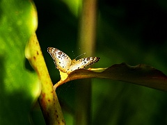 Metamorphose  Das wirklich faszinierende für mich ist bei Schmetterlingen die Verwandlungen, die sie in ihrem Leben durchmachen.         Ursprüngliche Insekten verändern ihre Gestalt während ihres Lebens nicht, sie werden nur größer und müssen sich deswegen häuten. Bei Schmetterlingen ändert die Metamorphose das Aussehen grundlegend. Sie wird hier vollständige Metamorphose genannt, denn neben dem Larvenstadium gibt es noch ein weiteres, nämlich das der Puppe. Somit haben die Schmetterlinge vier Entwicklungsstadien: Ei, Raupe, Puppe und Falter.