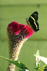 Von Wilhelm Busch:  Sie war ein Blümlein hübsch und fein,  Hell aufgeblüht im Sonnenschein.  Er war ein junger Schmetterling,  Der selig an der Blume hing.  Oft kam ein Bienlein mit Gebrumm  Und nascht und säuselt da herum.  Oft kroch ein Käfer kribbelkrab  Am hübschen Blümlein auf und ab.  Ach Gott, wie das dem Schmetterling  So schmerzlich durch die Seele ging.  Doch was am meisten ihn entsetzt,  Das Allerschlimmste kam zuletzt  Ein alter Esel fraß die ganze  Von ihm so heiß geliebte Pflanze.