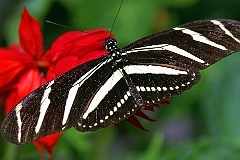 Schmetterling