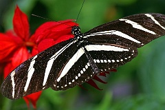 Schmetterling