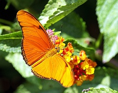 Schmetterling